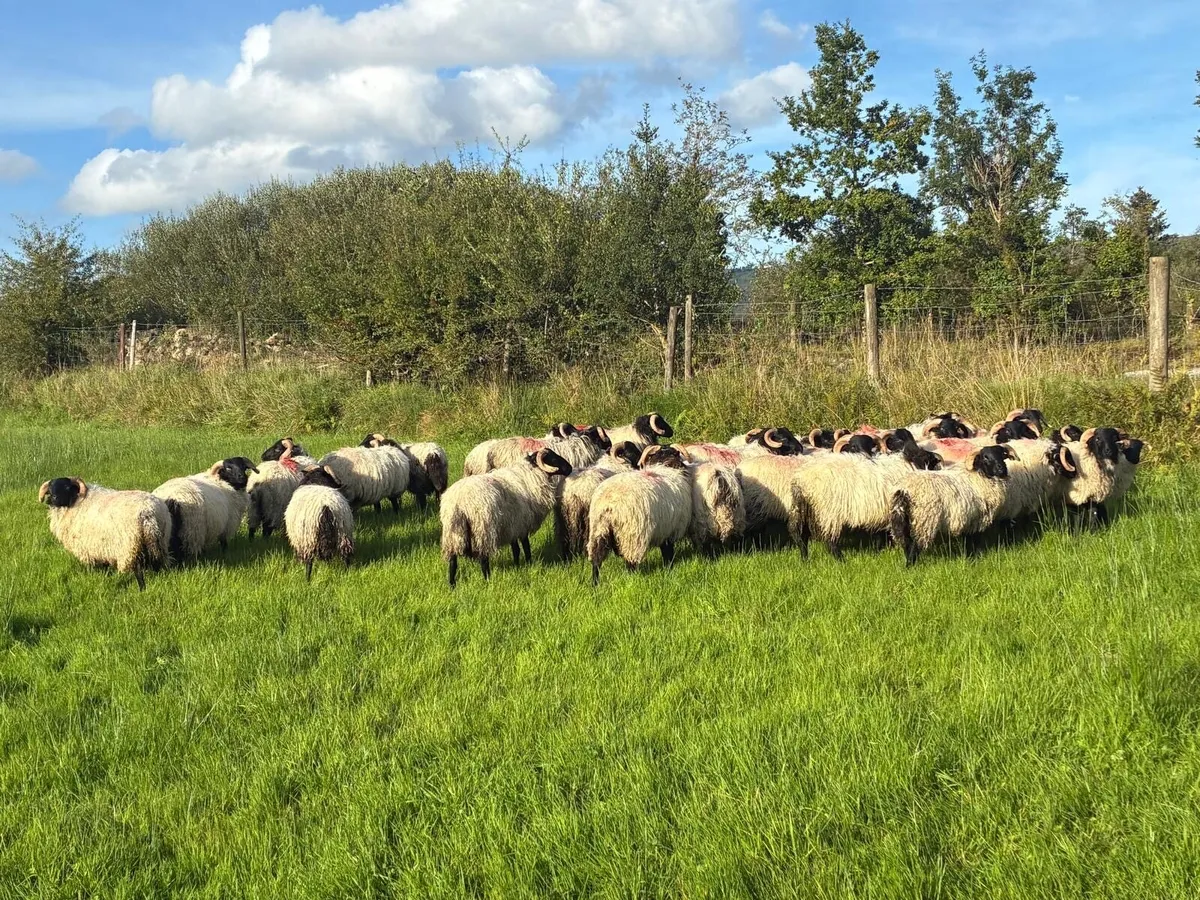 Organic ram lambs - Image 3