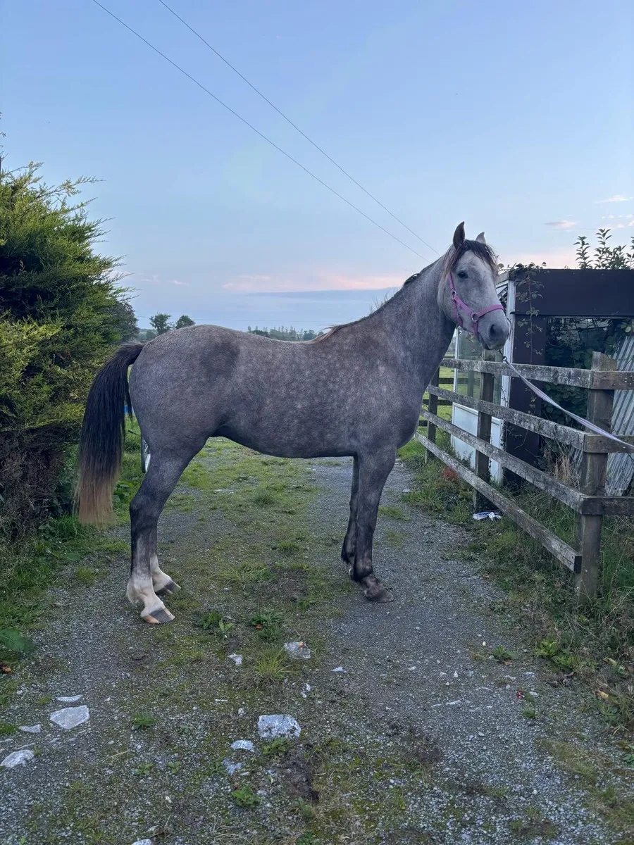3 yr old Irish Draught Grey Gelding - Image 1