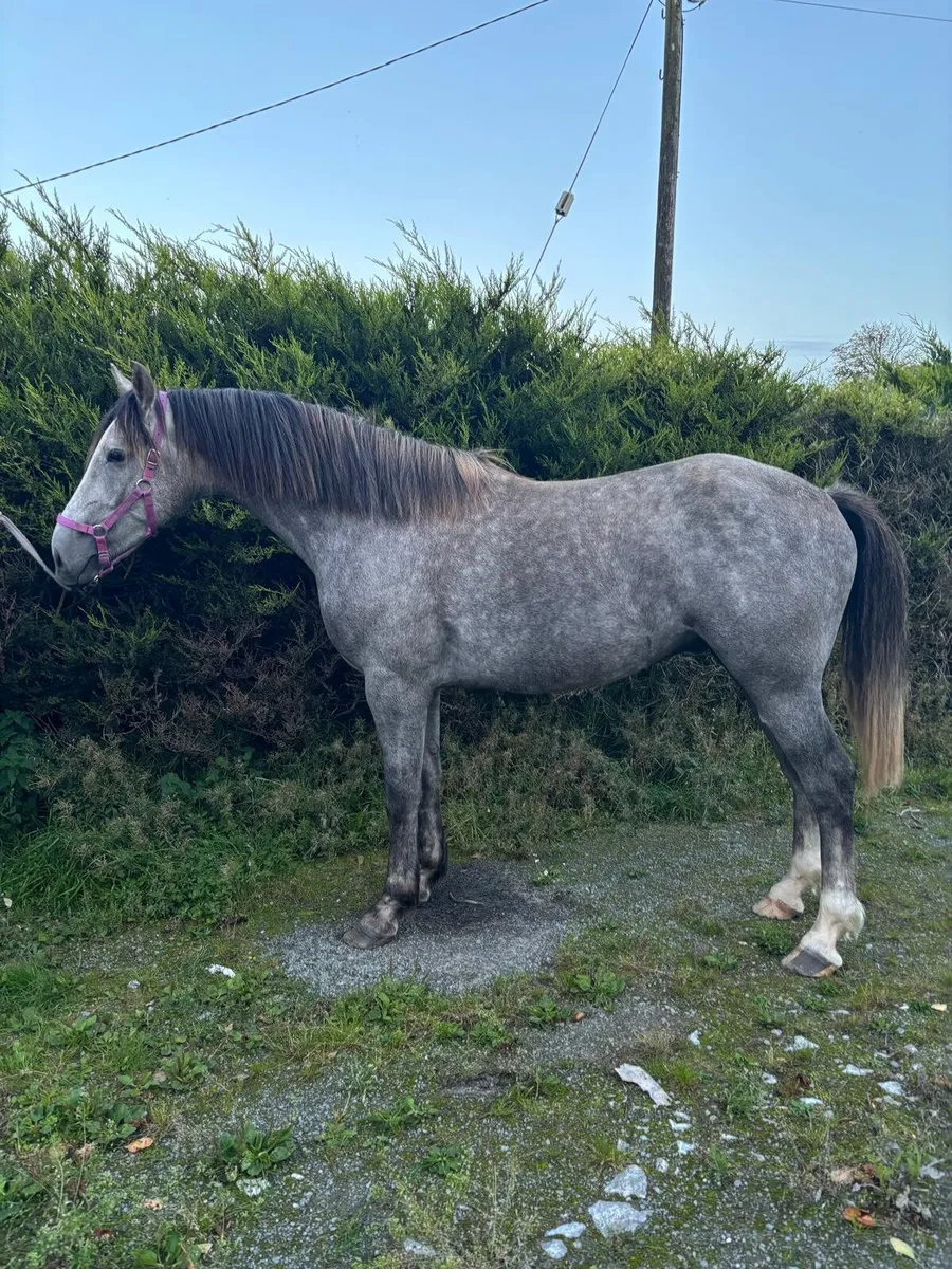 3 yr old Irish Draught Grey Gelding - Image 2