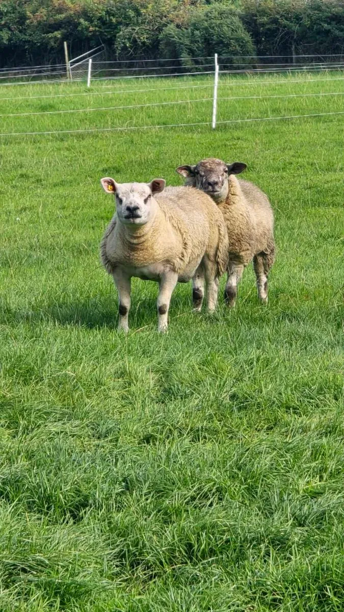 Texel Ram Lambs & Shearling and SuffTex Ram Lambs - Image 2