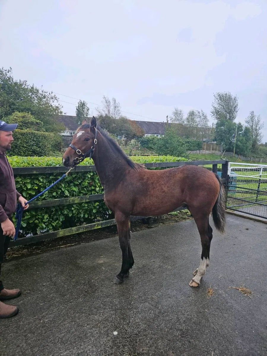 Colt foal - Image 2