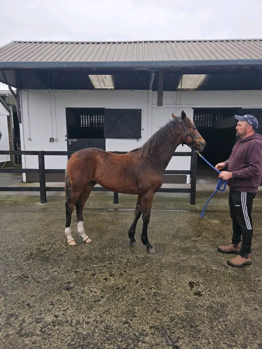 Colt foal - Image 1