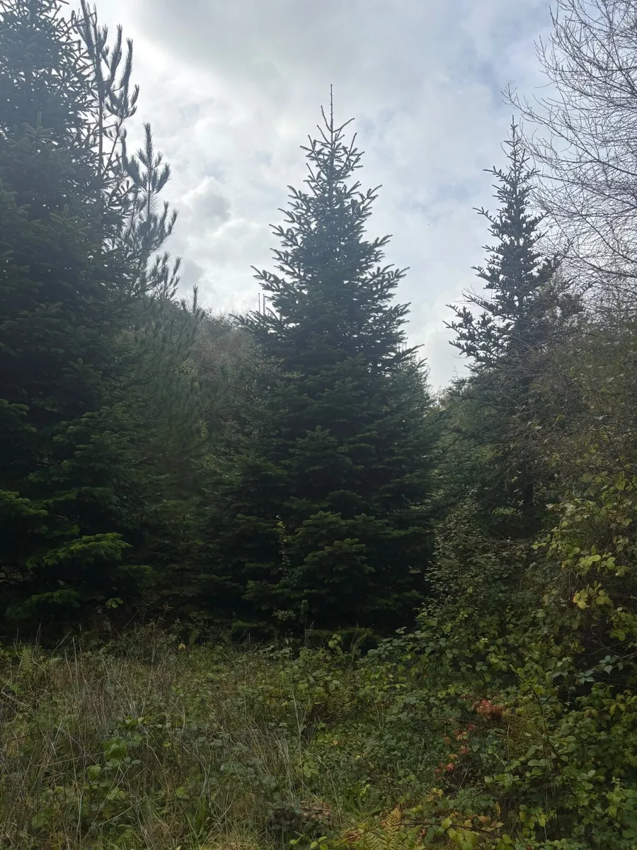 Christmas Trees. (Large) - Image 1