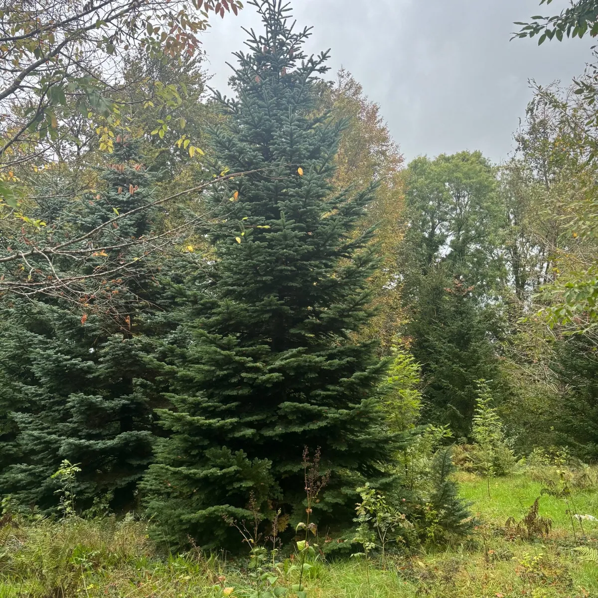 Christmas Trees. (Large) - Image 2