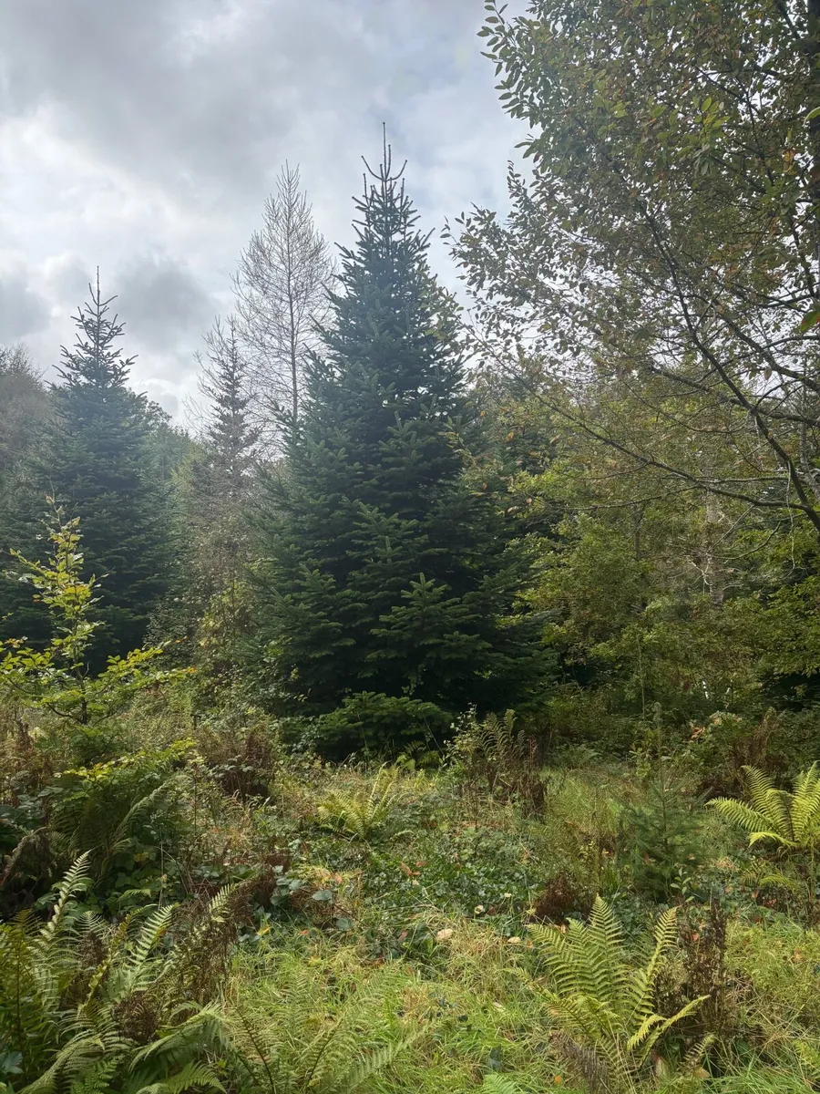 Christmas Trees. (Large) - Image 3