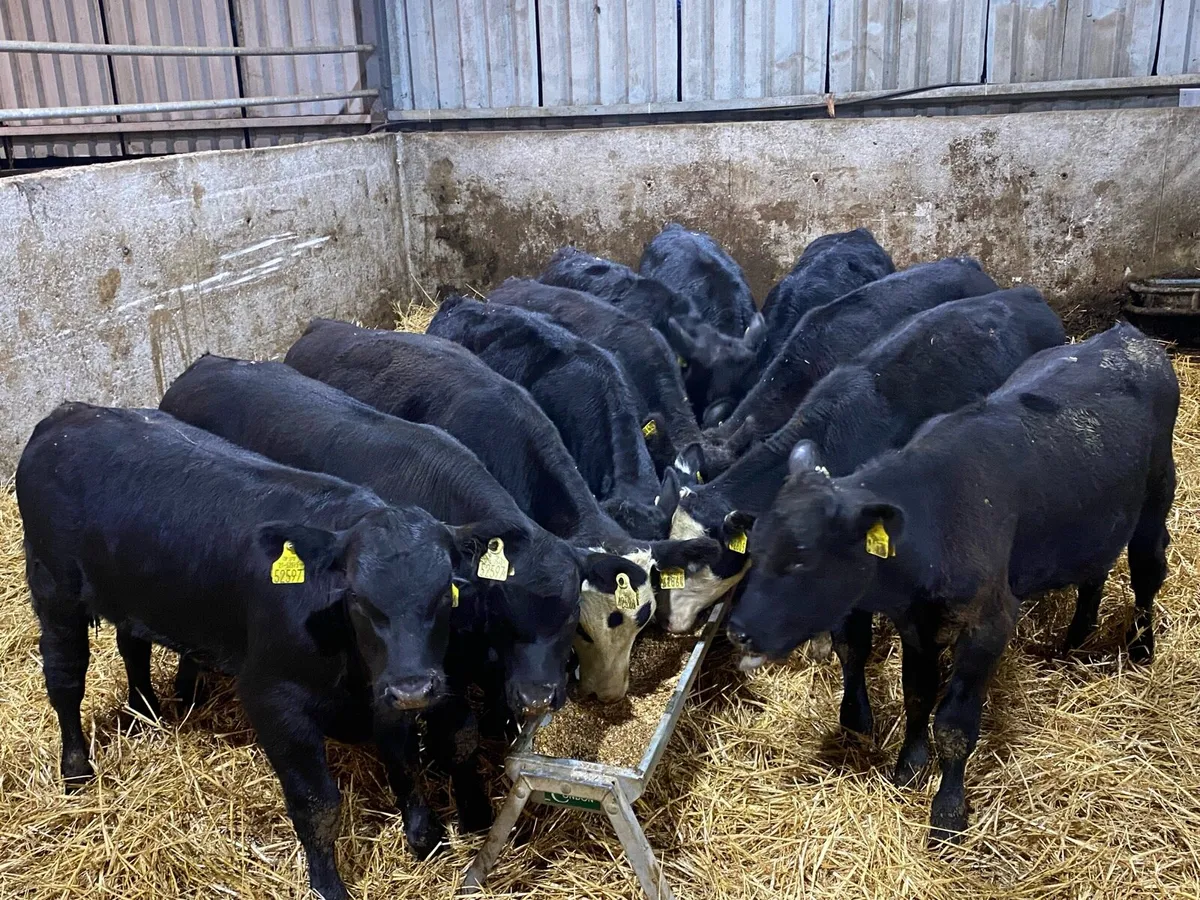 11 Bull Weanlings 220kg @ Lissava - Image 1