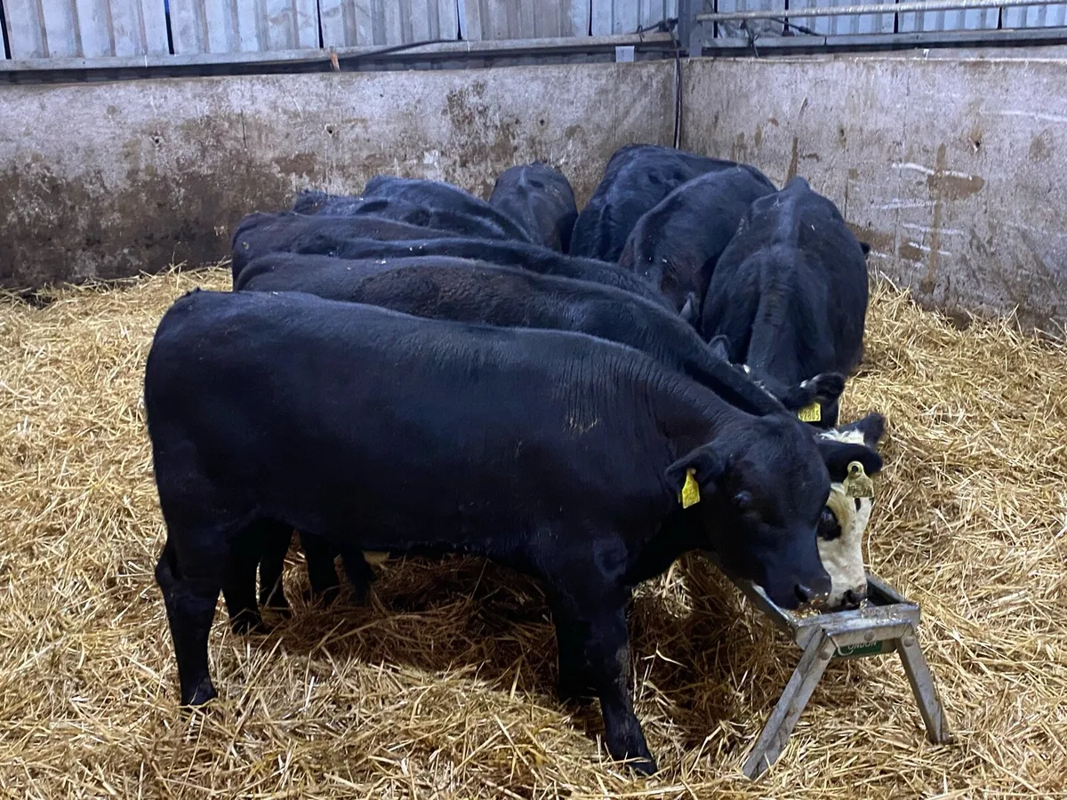 11 Bull Weanlings 220kg @ Lissava - Image 2