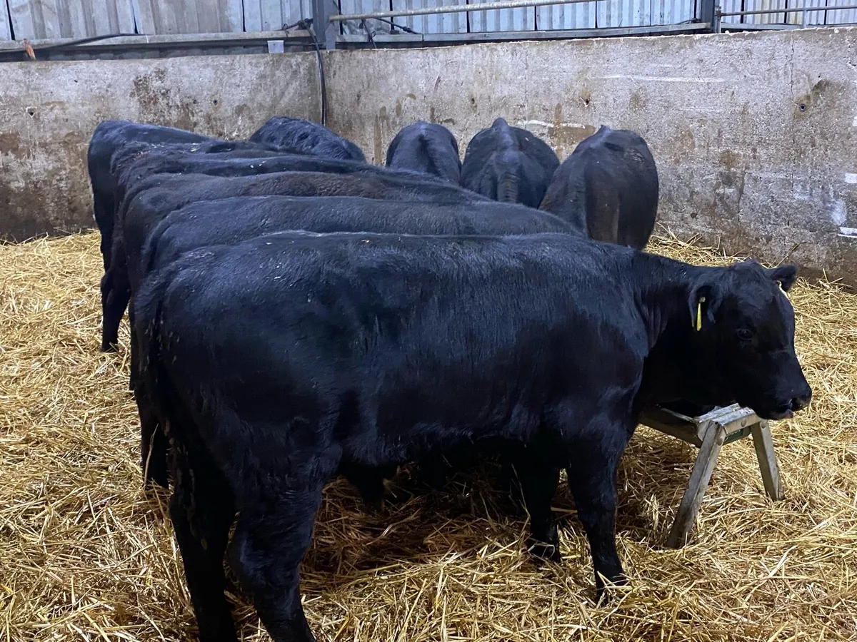 11 Bull Weanlings 220kg @ Lissava - Image 3