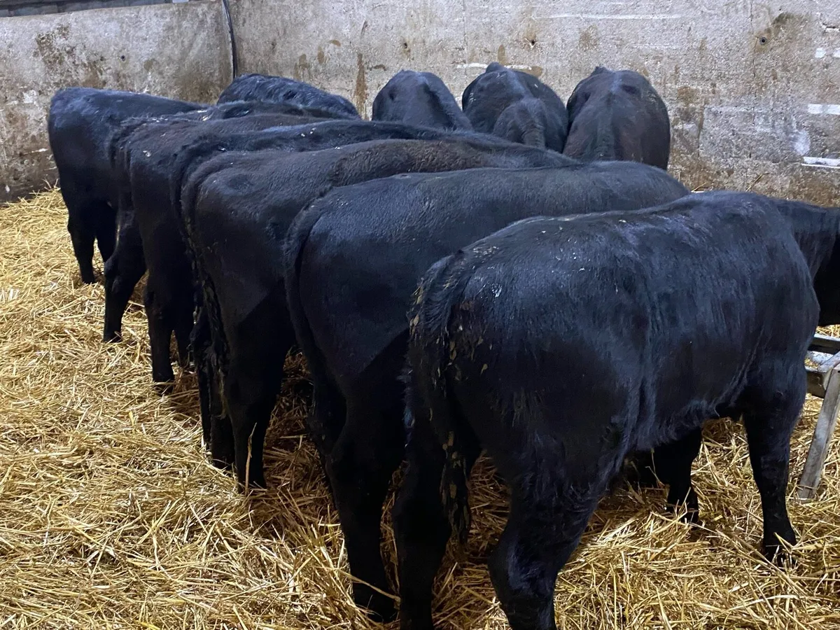 11 Bull Weanlings 220kg @ Lissava - Image 4