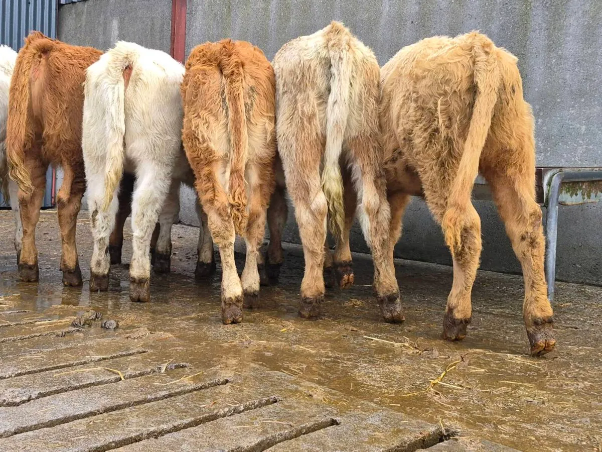10 Super Heifer Weanlings - Image 1
