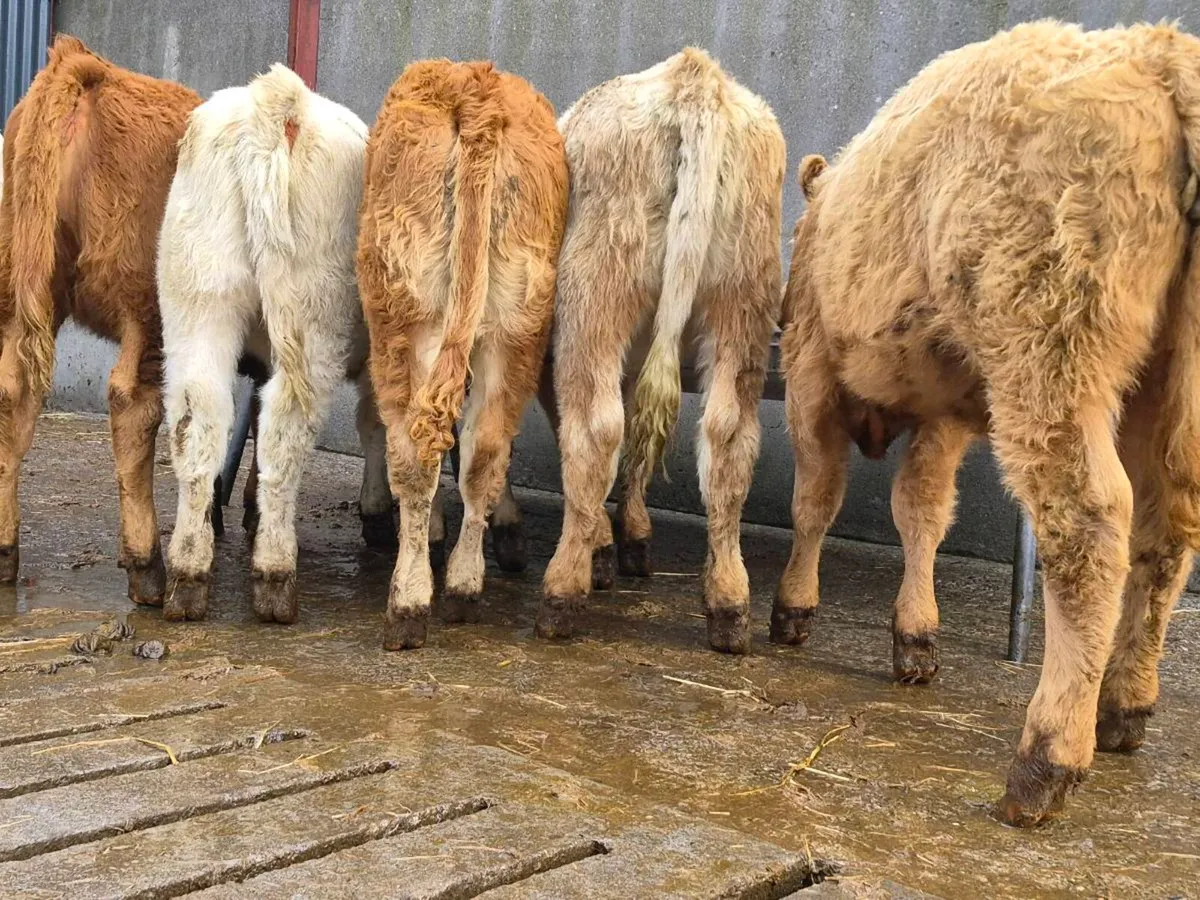 10 Super Heifer Weanlings - Image 2