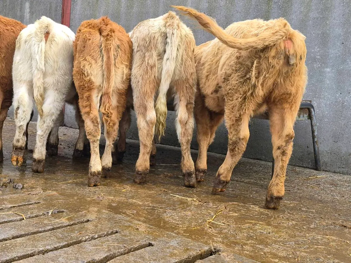 10 Super Heifer Weanlings - Image 3