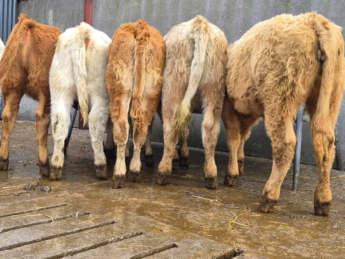 10 Super Heifer Weanlings - Image 4