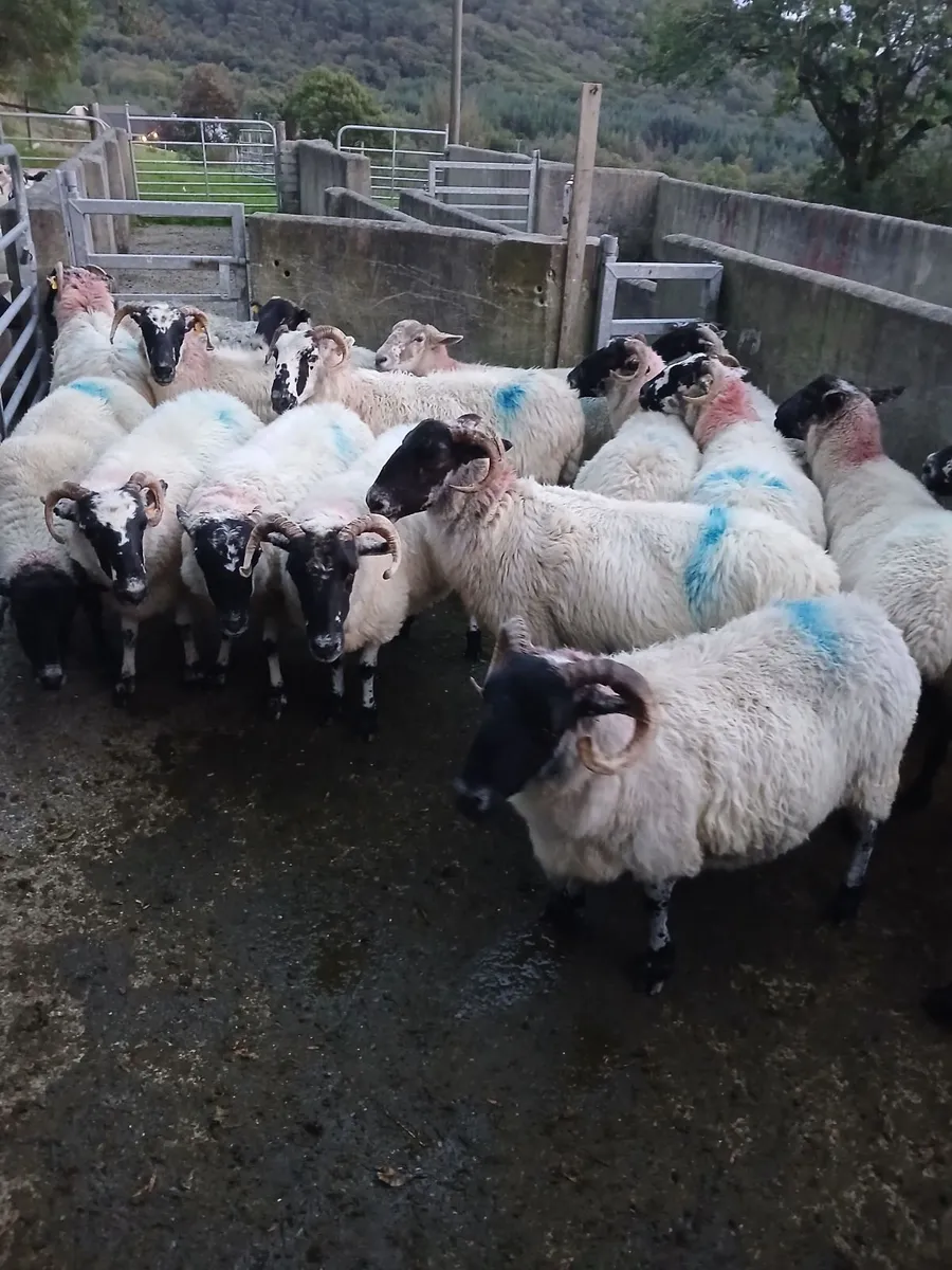 Sheep