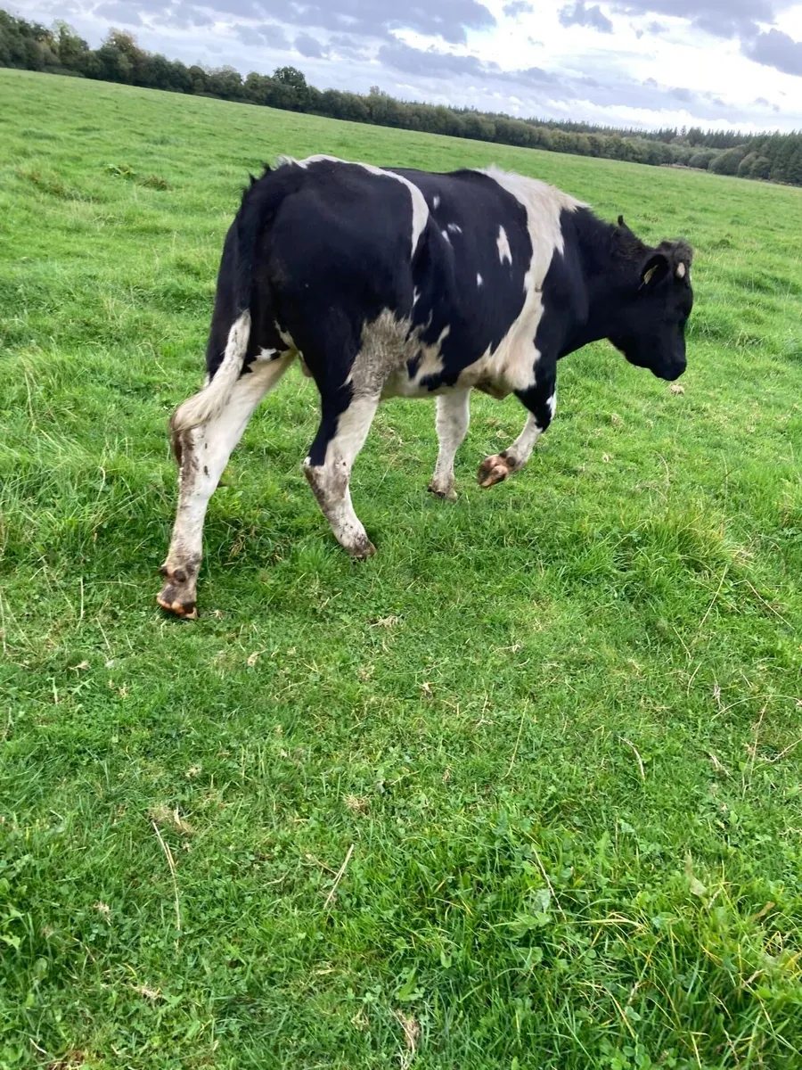 17 Bullocks for sale - Image 1