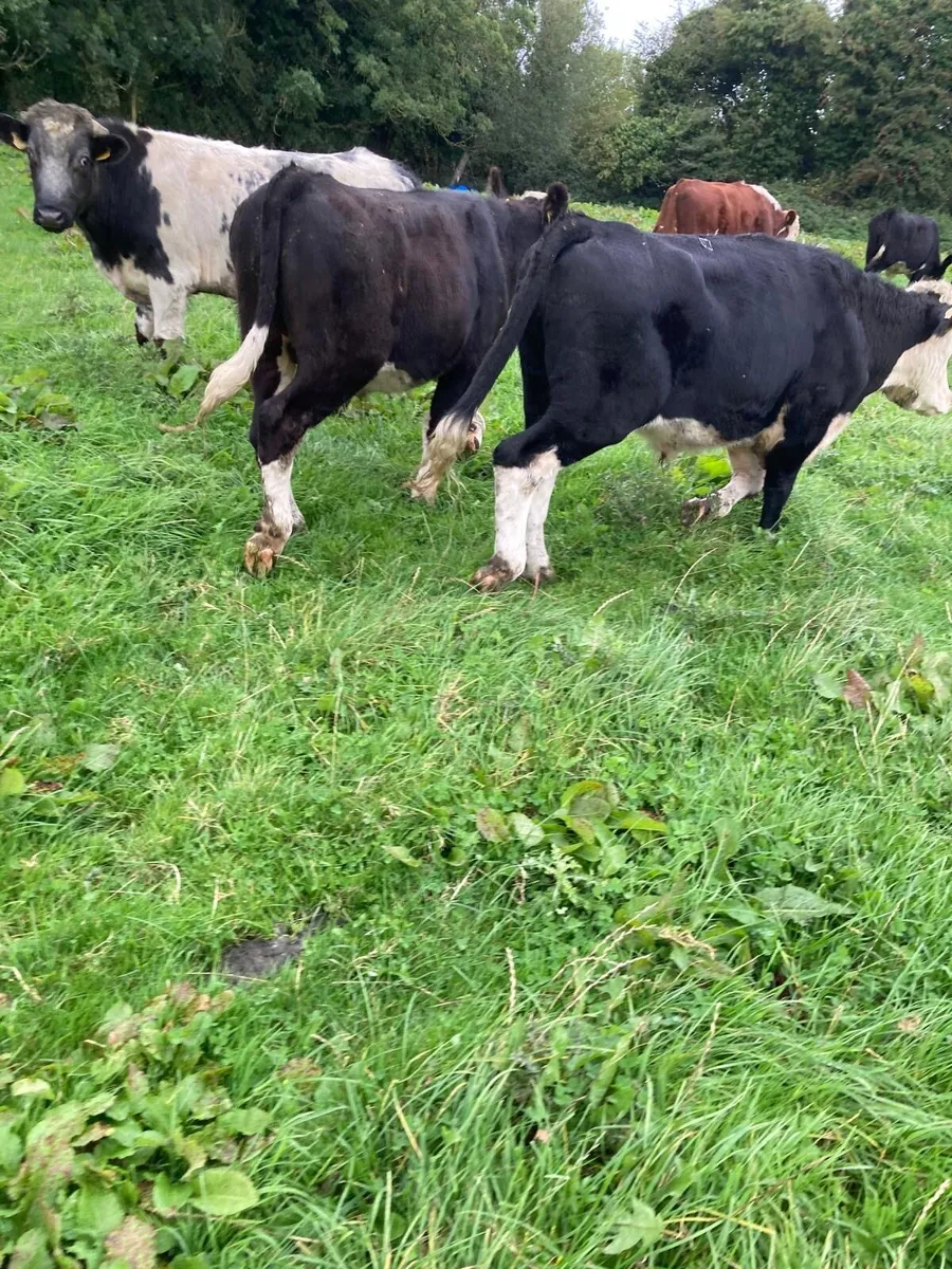 17 Bullocks for sale - Image 2