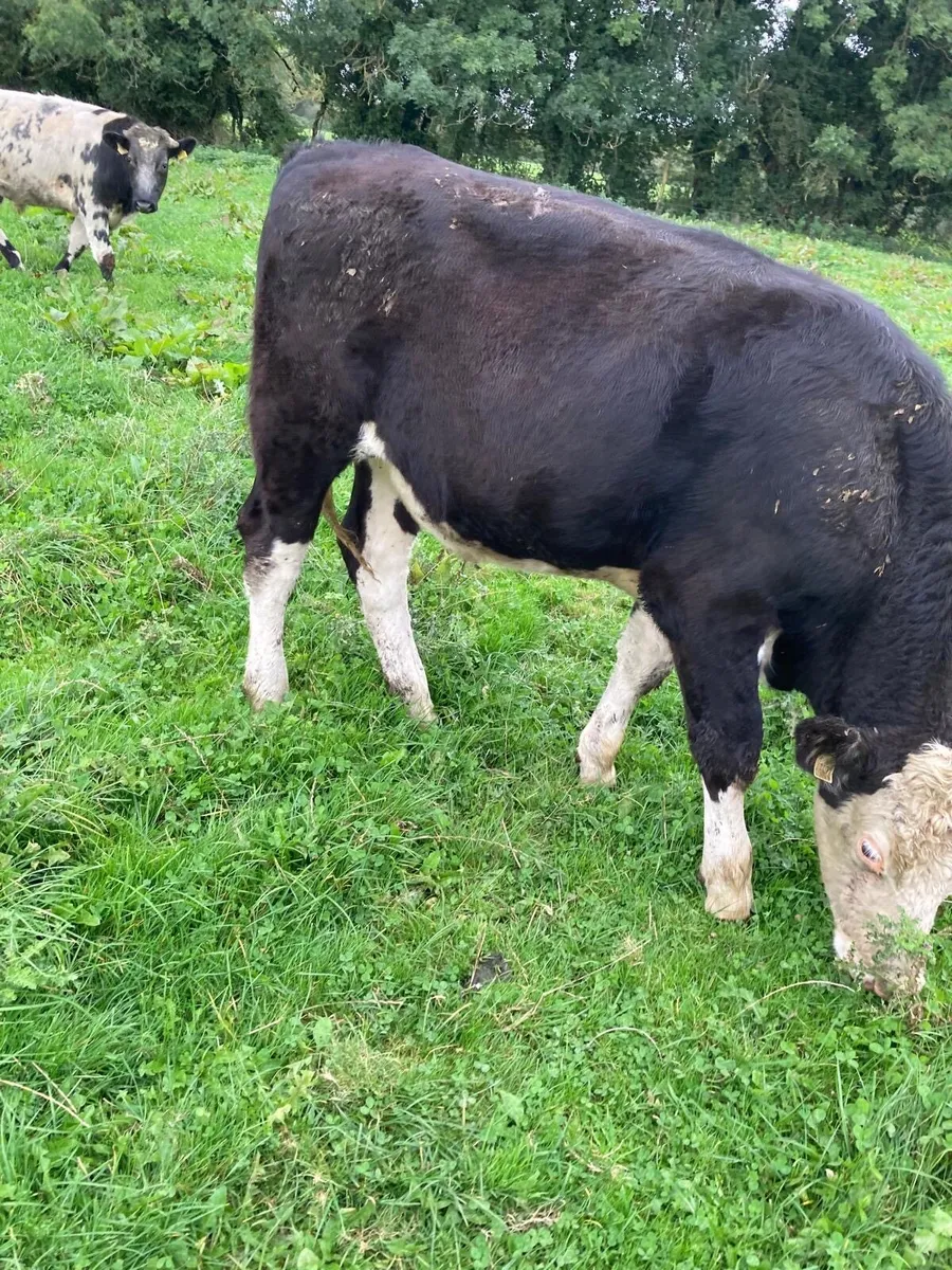 17 Bullocks for sale - Image 3