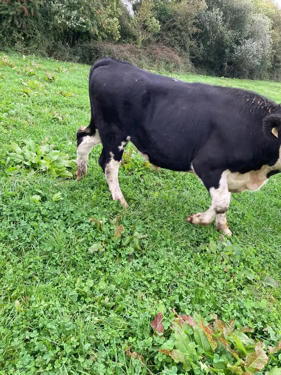 17 Bullocks for sale - Image 4