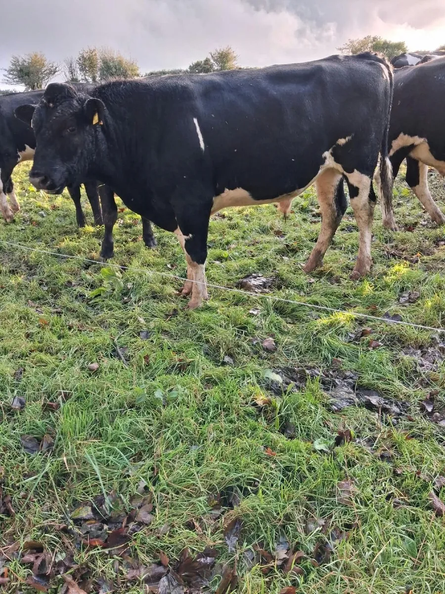 Very high EBI Pedigree Friesen Bull - Image 1