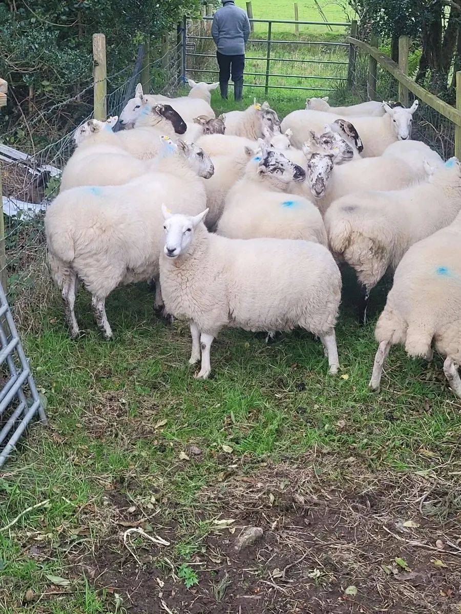 Coolaney Sheep Sale Co.Sligo 26/9/26 - Image 1