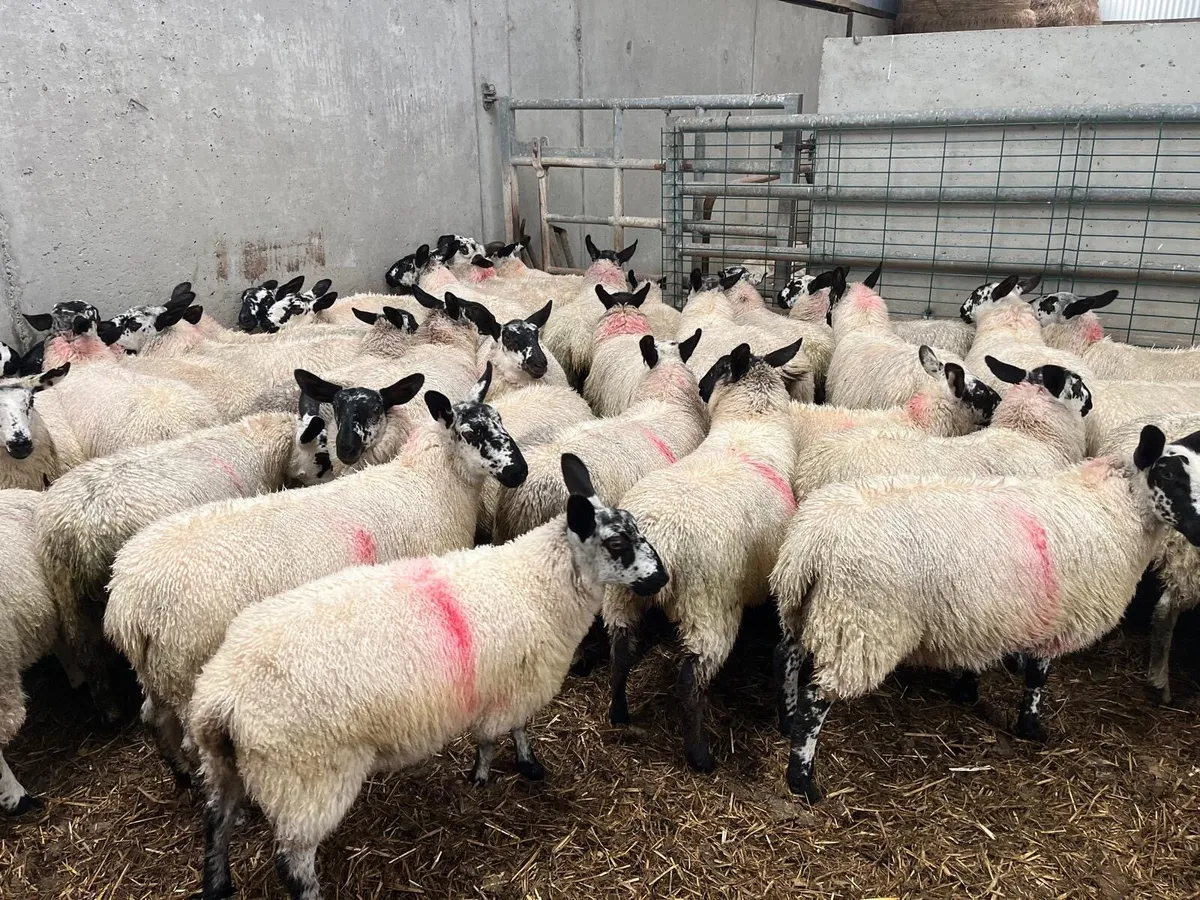 Coolaney Sheep Sale Co.Sligo 26/9/26 - Image 4