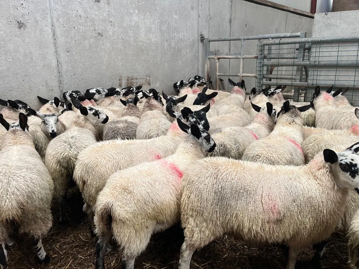 Coolaney Sheep Sale Co.Sligo 26/9/26 - Image 2