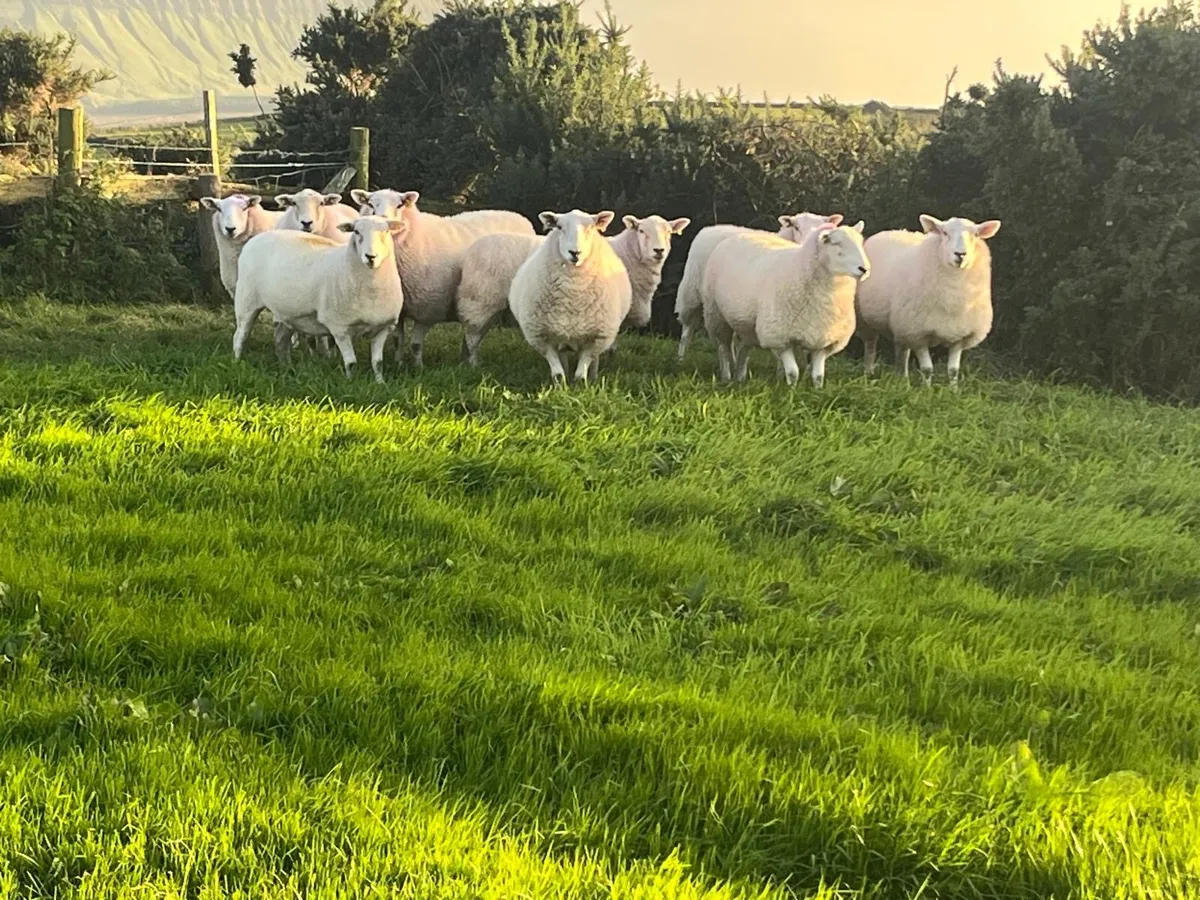 Coolaney Sheep Sale Co.Sligo 26/9/26 - Image 3