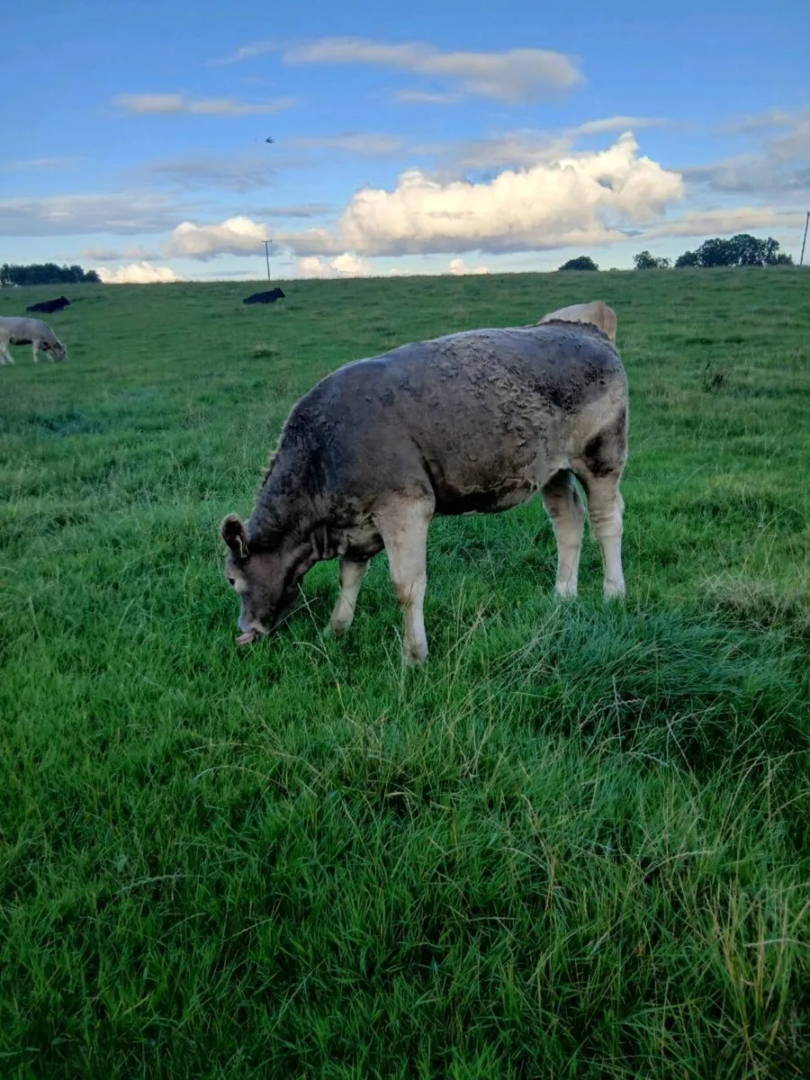 Charolais Heifers - Image 1