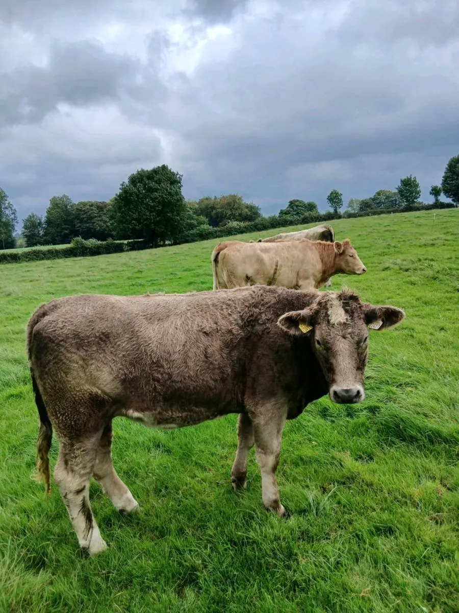 Charolais Heifers - Image 2