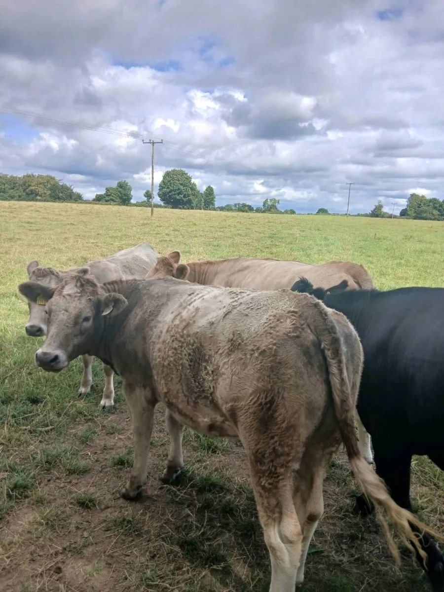 Charolais Heifers - Image 3