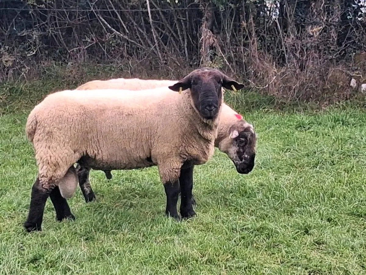 2 HOGGET RAMS FOR SALE - Image 4