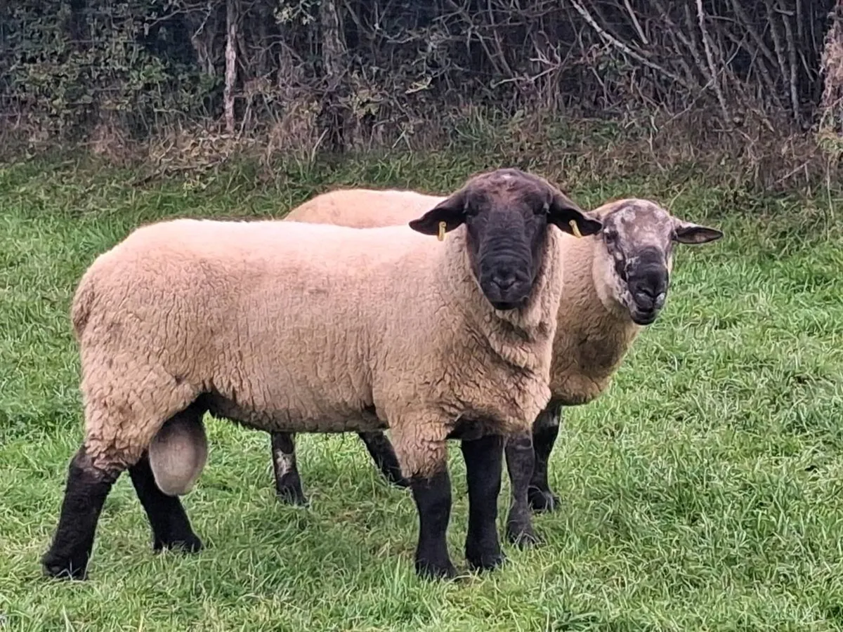 2 HOGGET RAMS FOR SALE - Image 1