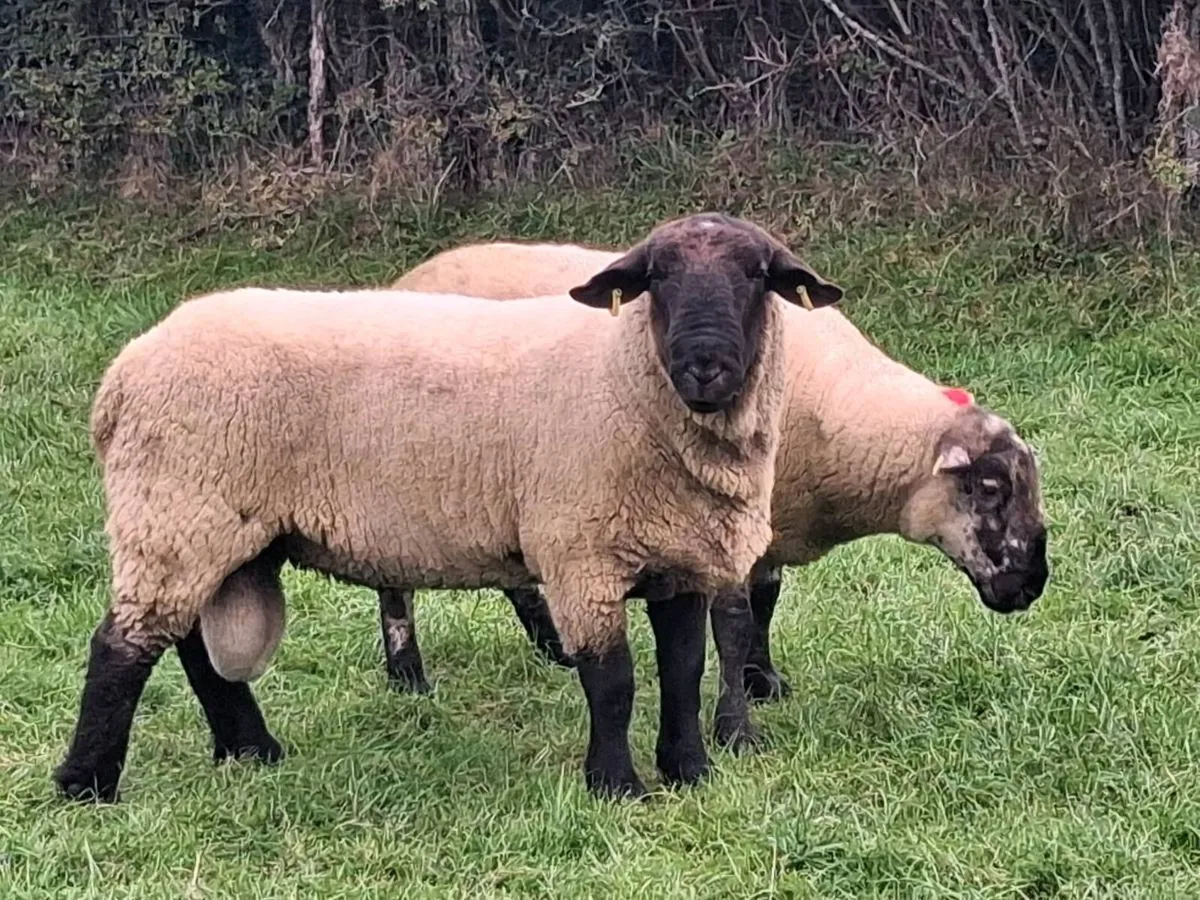 2 HOGGET RAMS FOR SALE - Image 2