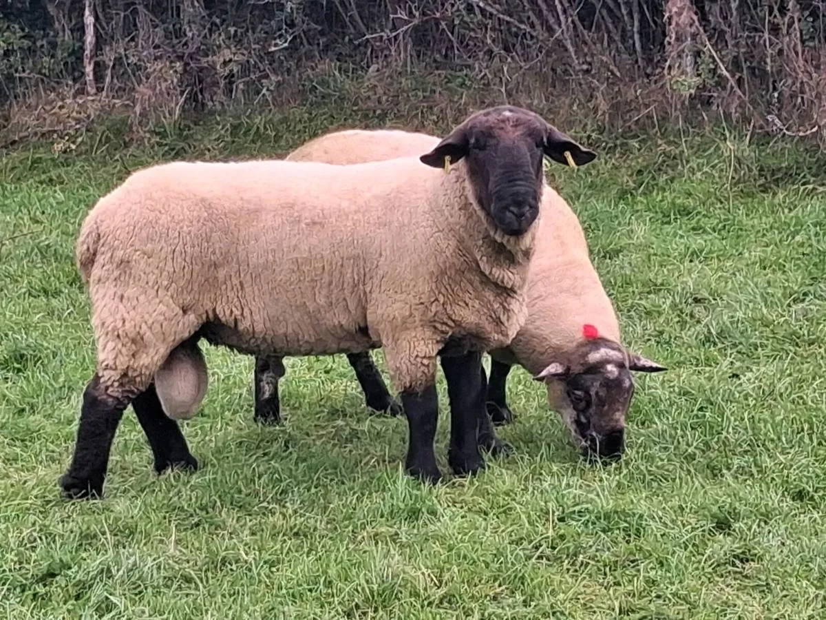 2 HOGGET RAMS FOR SALE - Image 3