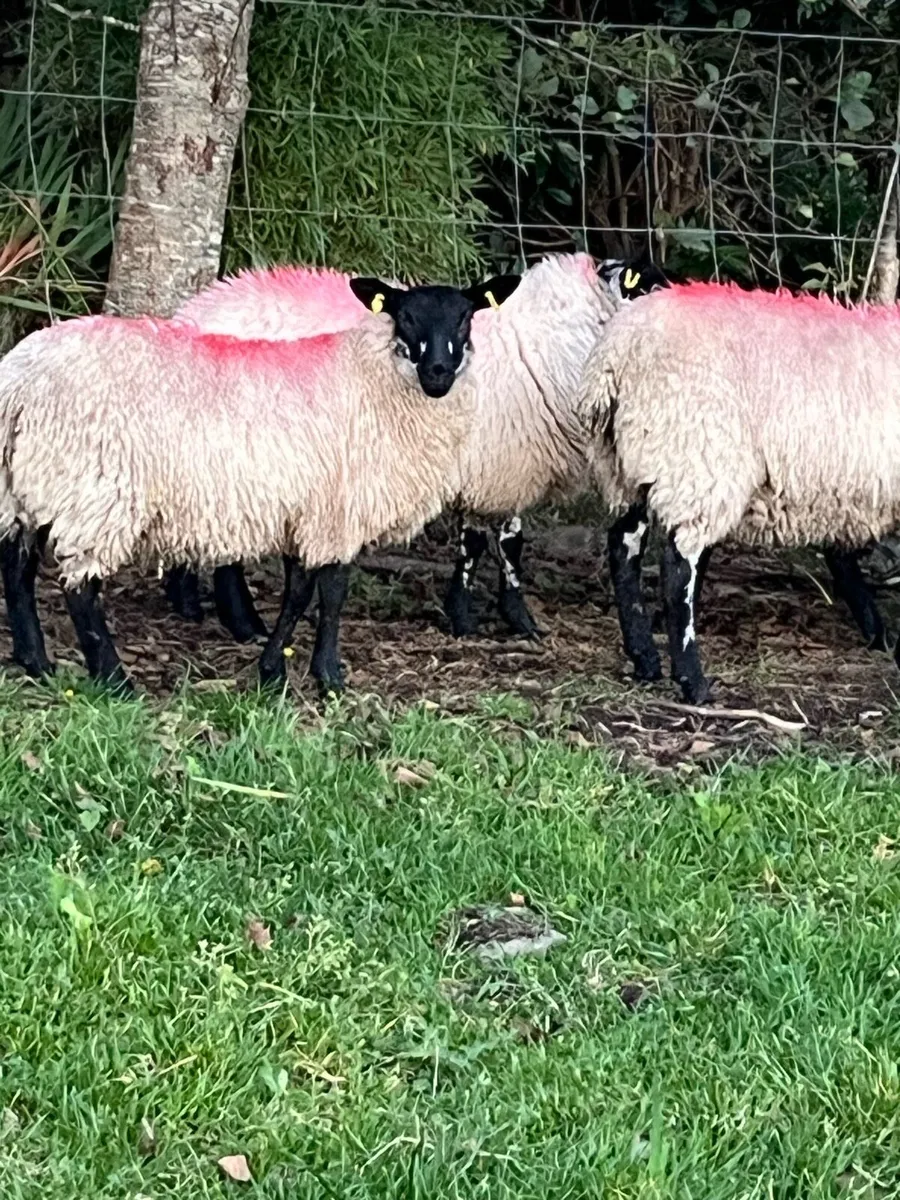 Ewe Lambs - Image 3