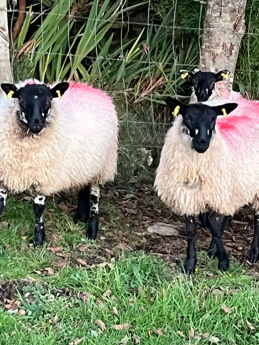 Ewe Lambs - Image 4