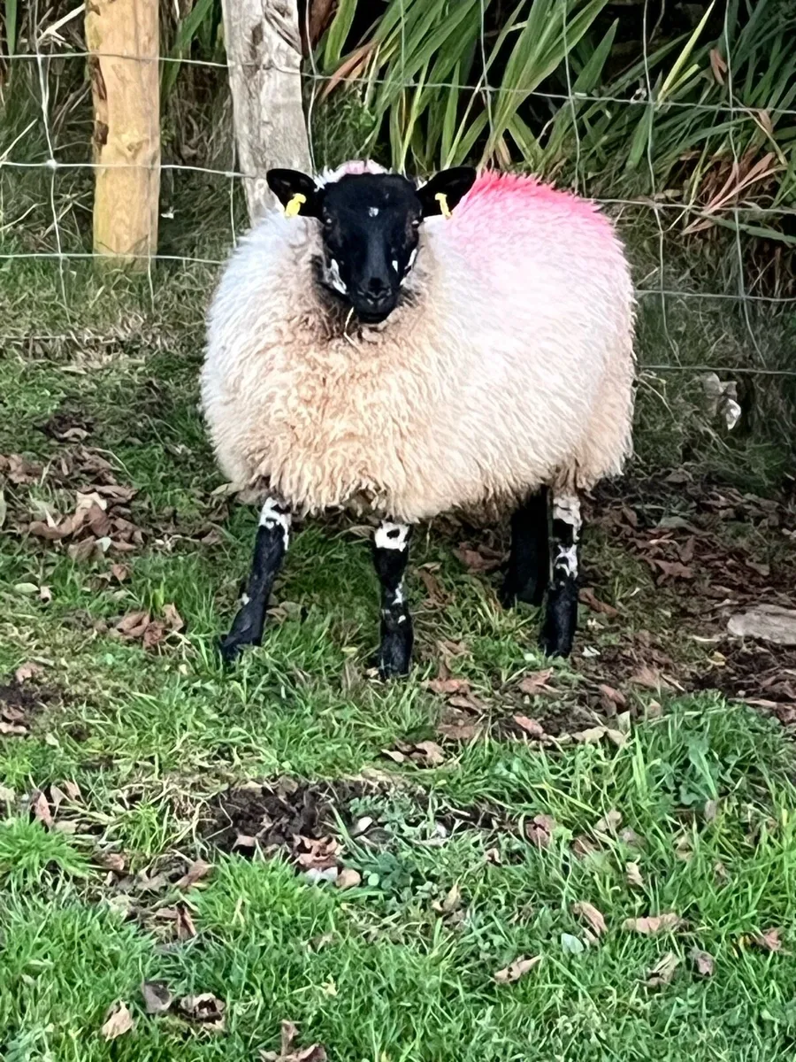 Ewe Lambs - Image 1