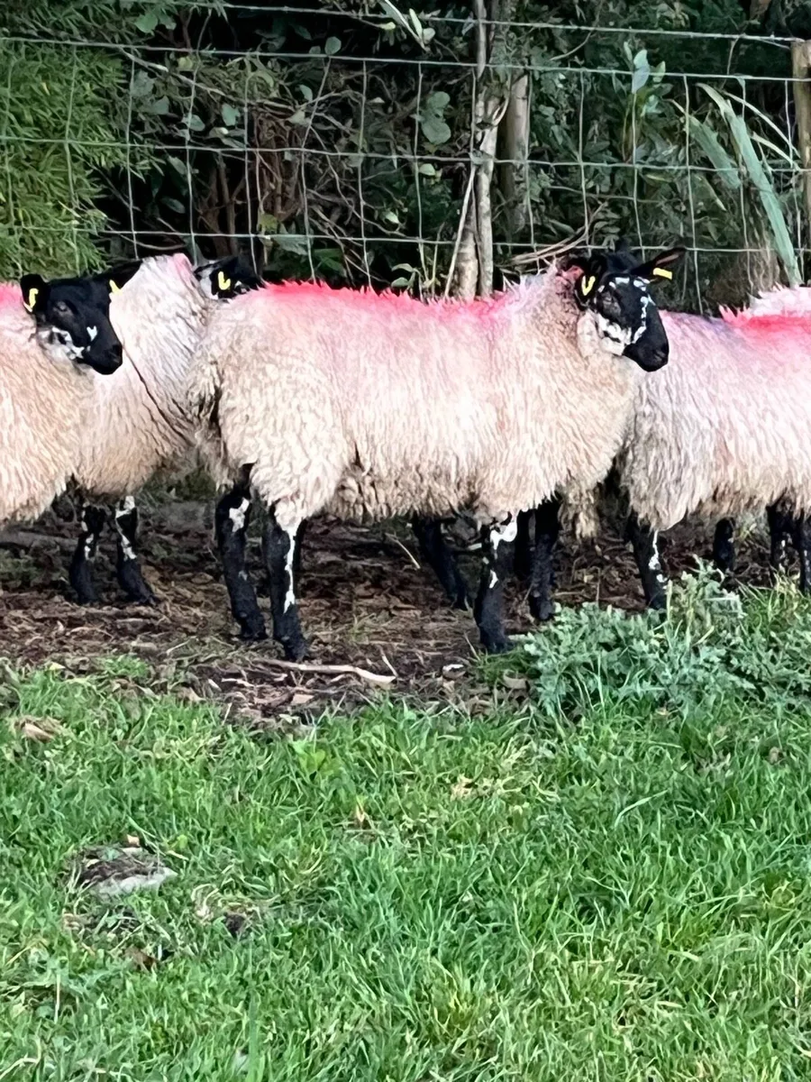 Ewe Lambs - Image 2