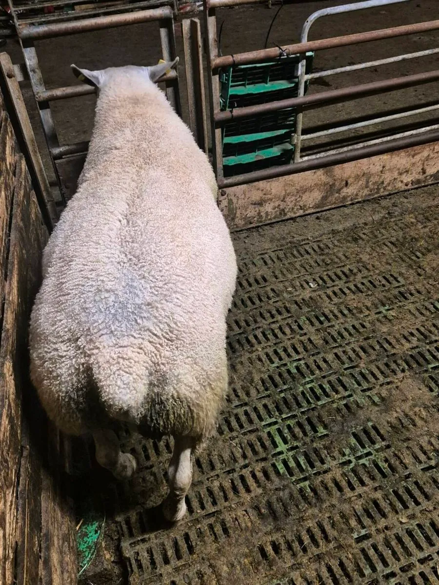 2 year old Abberfield ram - Image 2