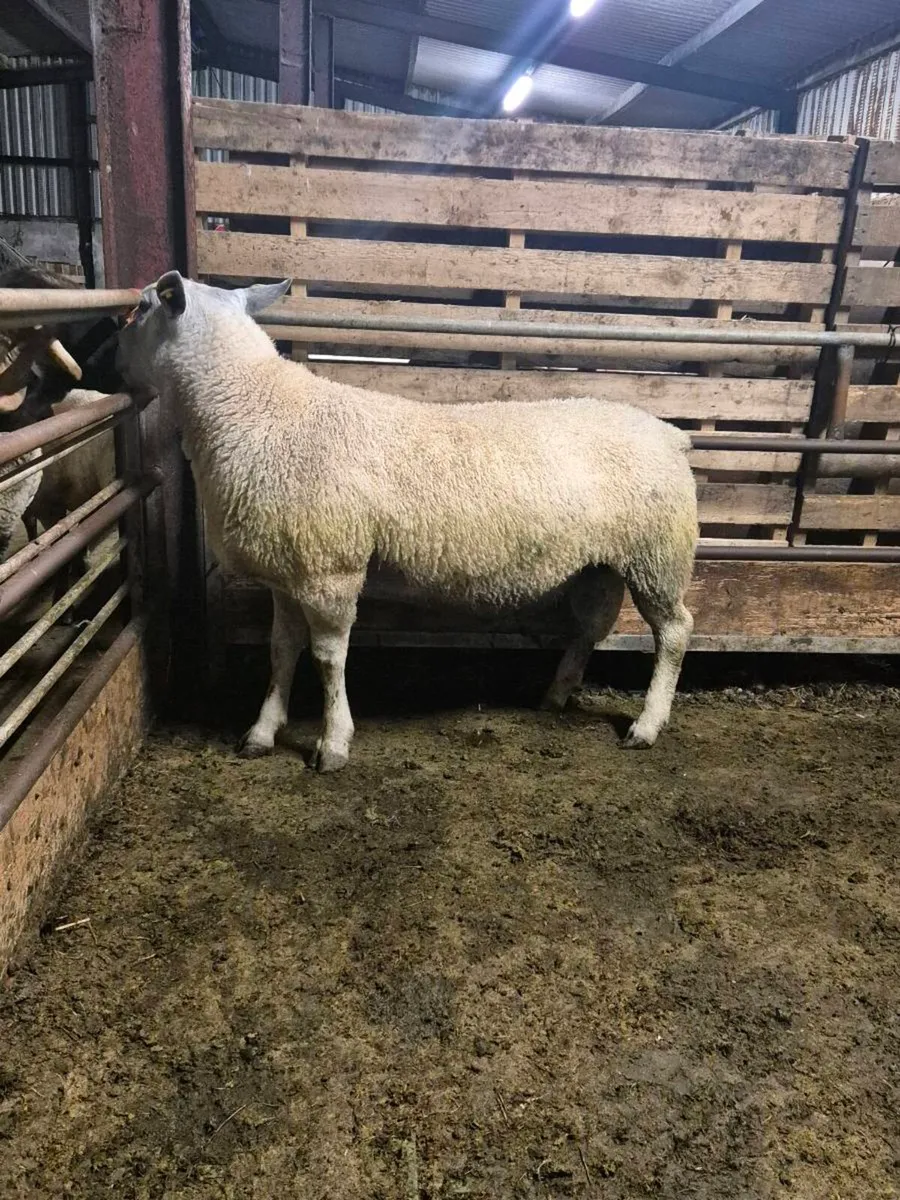 2 year old Abberfield ram - Image 3