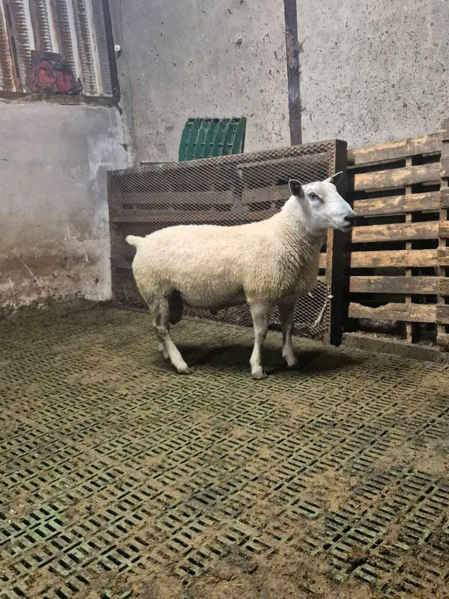 2 year old Abberfield ram - Image 4