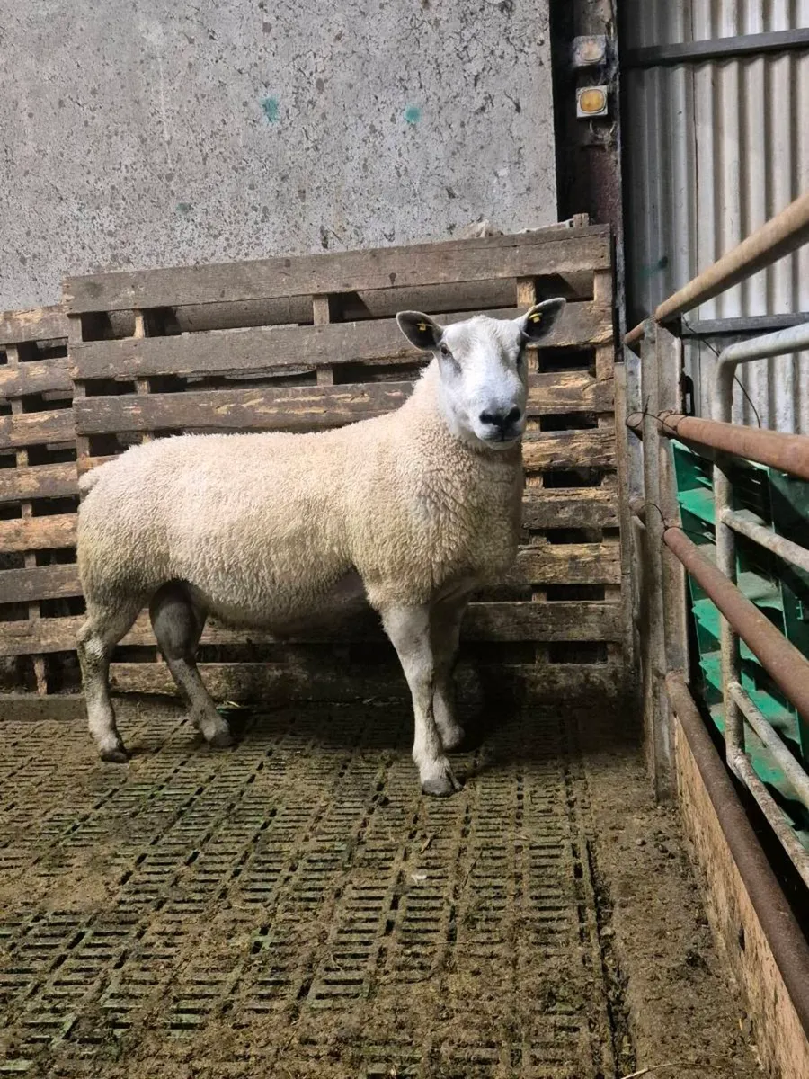 2 year old Abberfield ram - Image 1