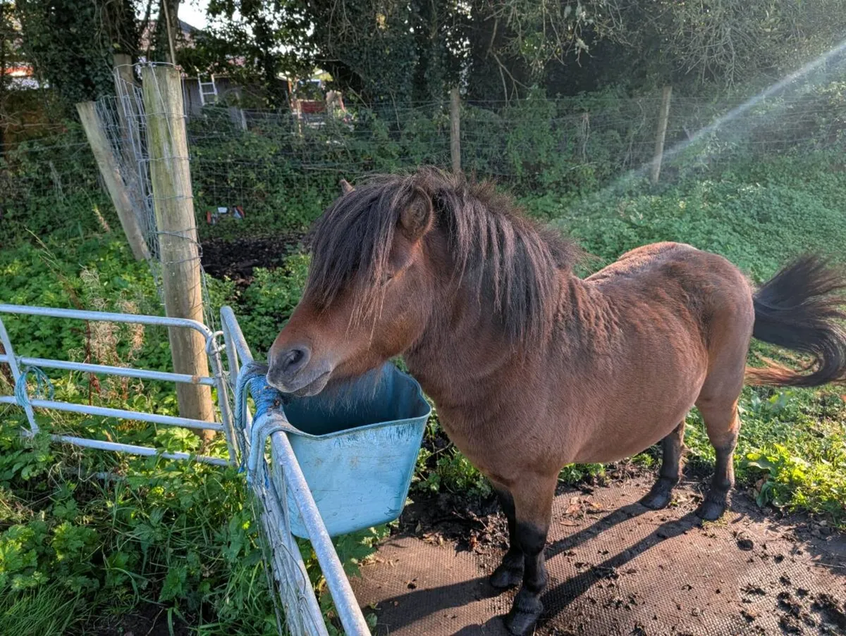 pony - Image 3