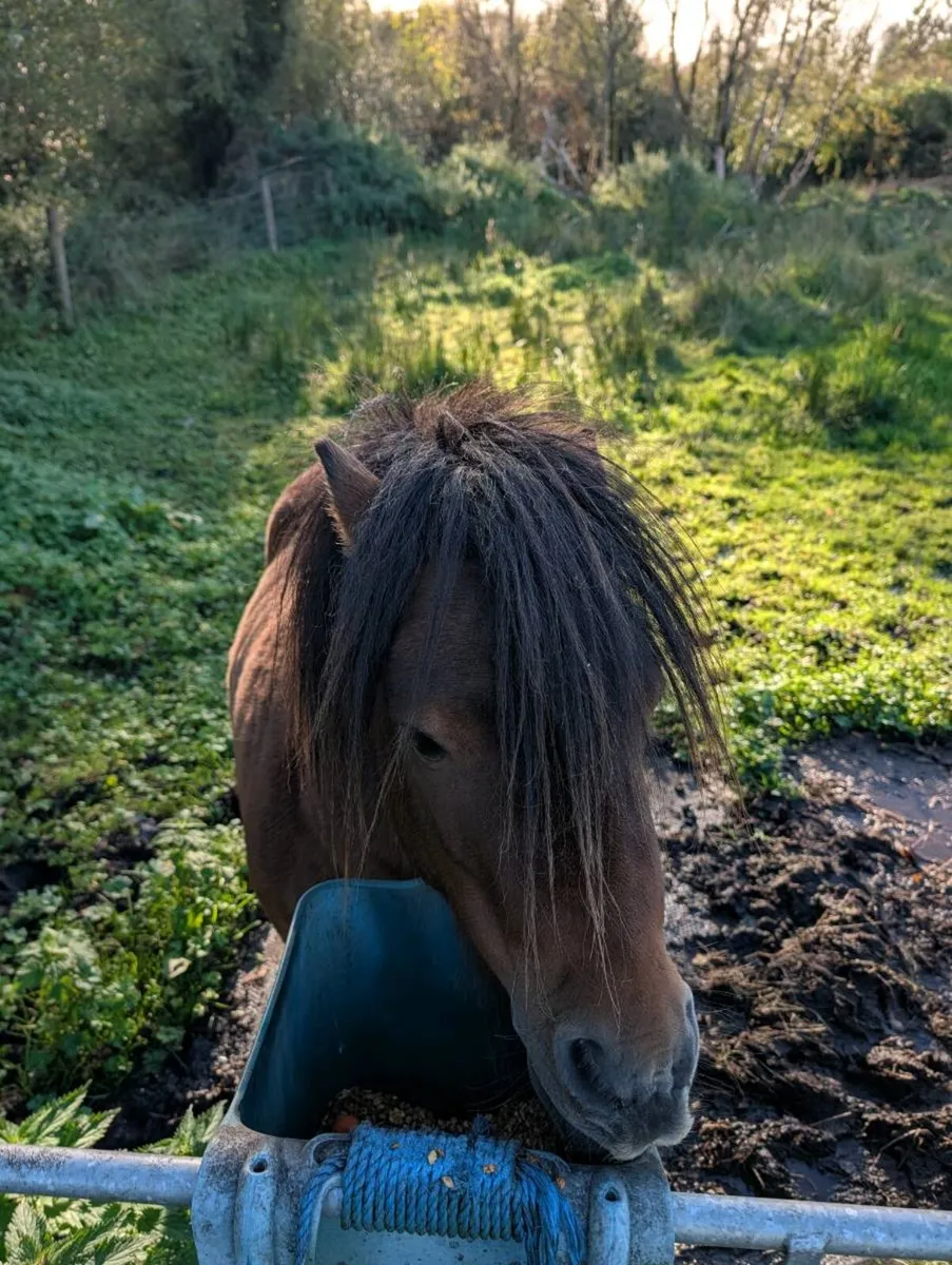pony - Image 4