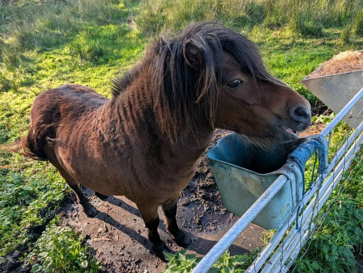 pony - Image 1