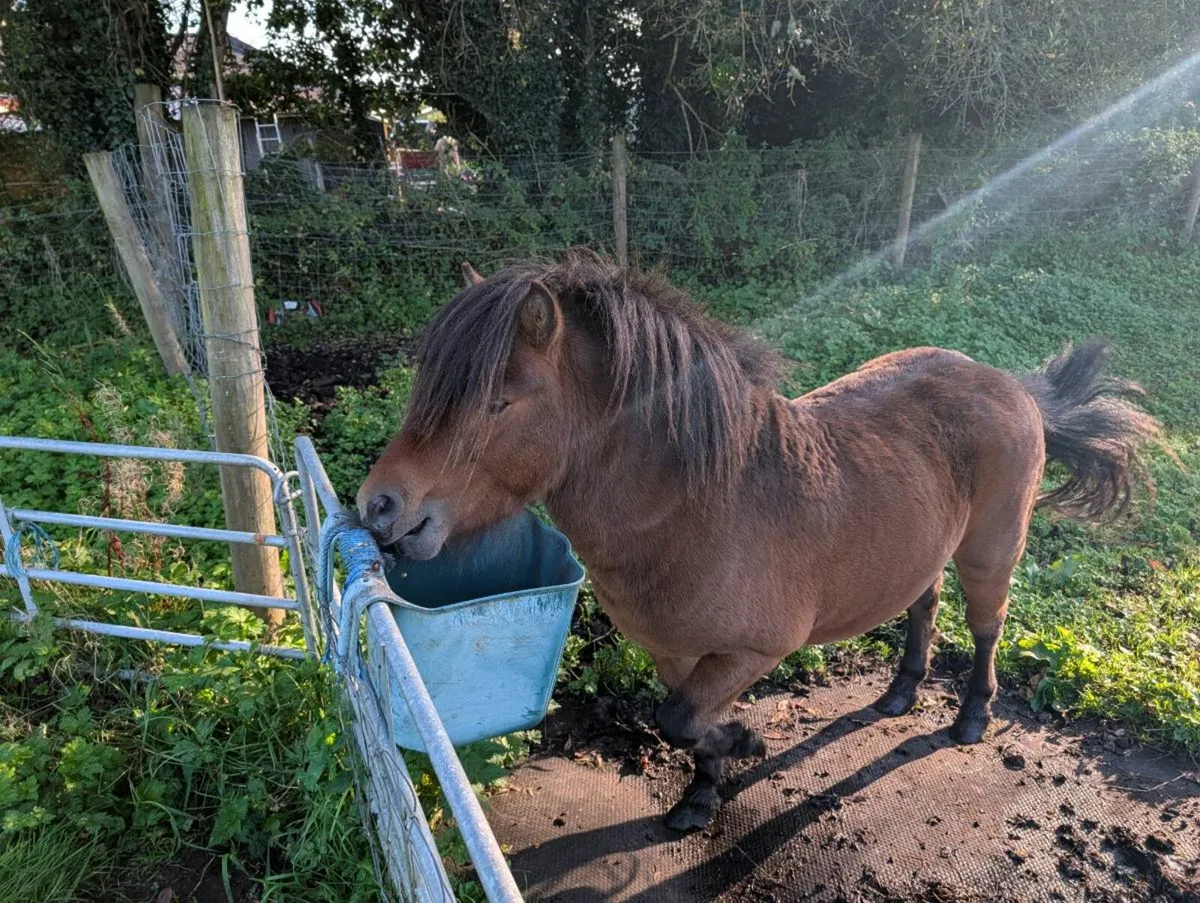 pony - Image 2
