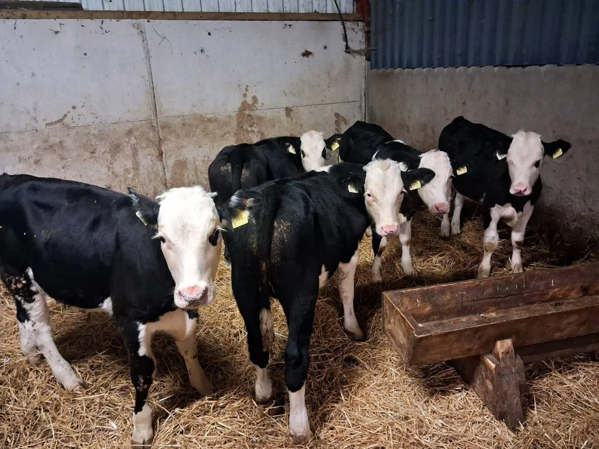 5 HEREFORD BULL WEANLINGS - Image 2
