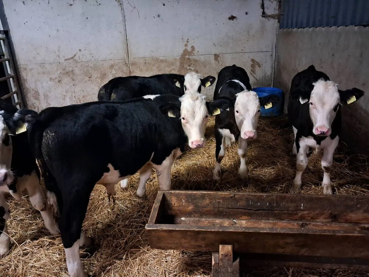 5 HEREFORD BULL WEANLINGS - Image 3