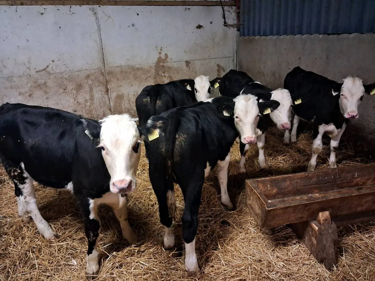 5 HEREFORD BULL WEANLINGS - Image 4