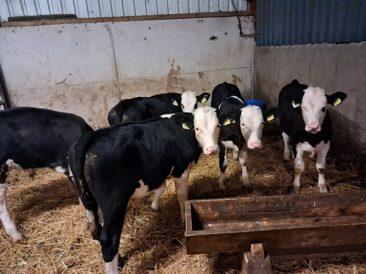 5 HEREFORD BULL WEANLINGS - Image 1